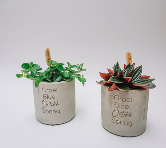 Beton bloempotje met gravure